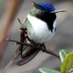 image of bird