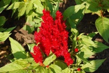 image of flower