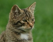 image of animal
