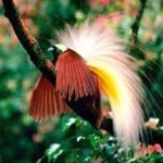 image of bird