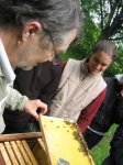 image of apiary