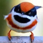 image of bird