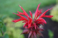 image of flower