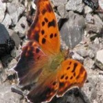 image of animal