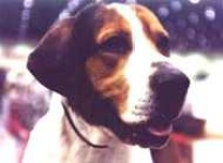 image of english_foxhound