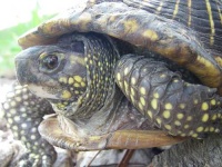 image of terrapin
