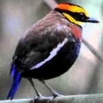 image of bird