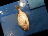 image of red_sea_bream #14