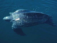 image of leatherback_turtle