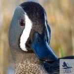 image of teal_duck #27