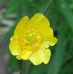 image of flower