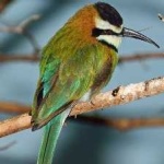 image of white_throated_bee_eater #1