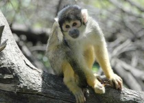 image of squirrel_monkey