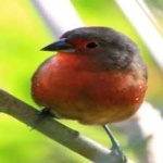image of bird
