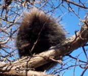 image of porcupine