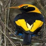 image of regent_bowerbird #8