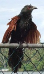 image of coucal #14