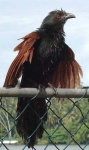 image of coucal