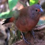 image of bird