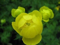 image of flower