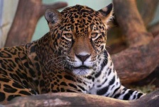 image of jaguar_car