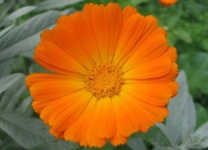 image of flower