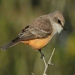 image of bird