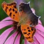 image of animal
