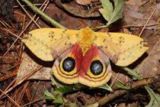 image of moth #20