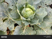 image of damage_to_cabbage_leaves