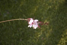 image of flower