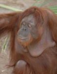 image of orangutan