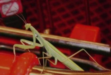 image of mantis