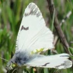 image of animal