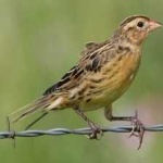 image of bird