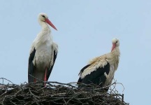 image of white_stork