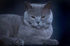 image of british_shorthair #12