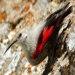 image of bird