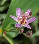image of flower