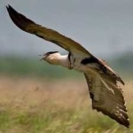 image of indian_bustard #10