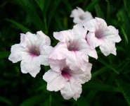 image of mexican_petunia #20