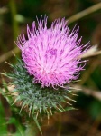 image of spear_thistle #23