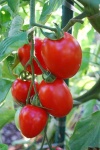 image of tomato #33