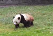 image of lesser_panda