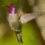 image of bird