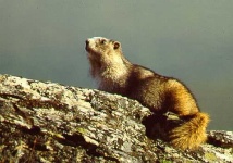 image of marmot