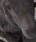 image of animal
