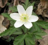 image of flower