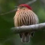 image of bird