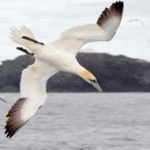 image of bird